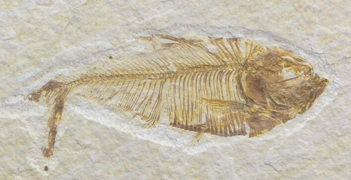 Bargain Diplomystus Fossil Fish - Wyoming #44206